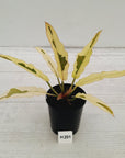 Philodendron serratum Caramel Marble Albo