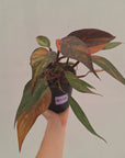 Philodendron 'Orange Princess' Sport
