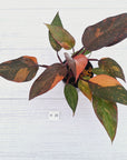 Philodendron 'Orange Princess' - FLASH SALE