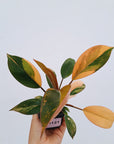 Philodendron 'Rojo Congo Variegated'