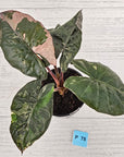 Alocasia macrorrhizos 'plumbea Variegata'