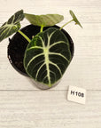 Alocasia reginula 'Ninja Variegata'