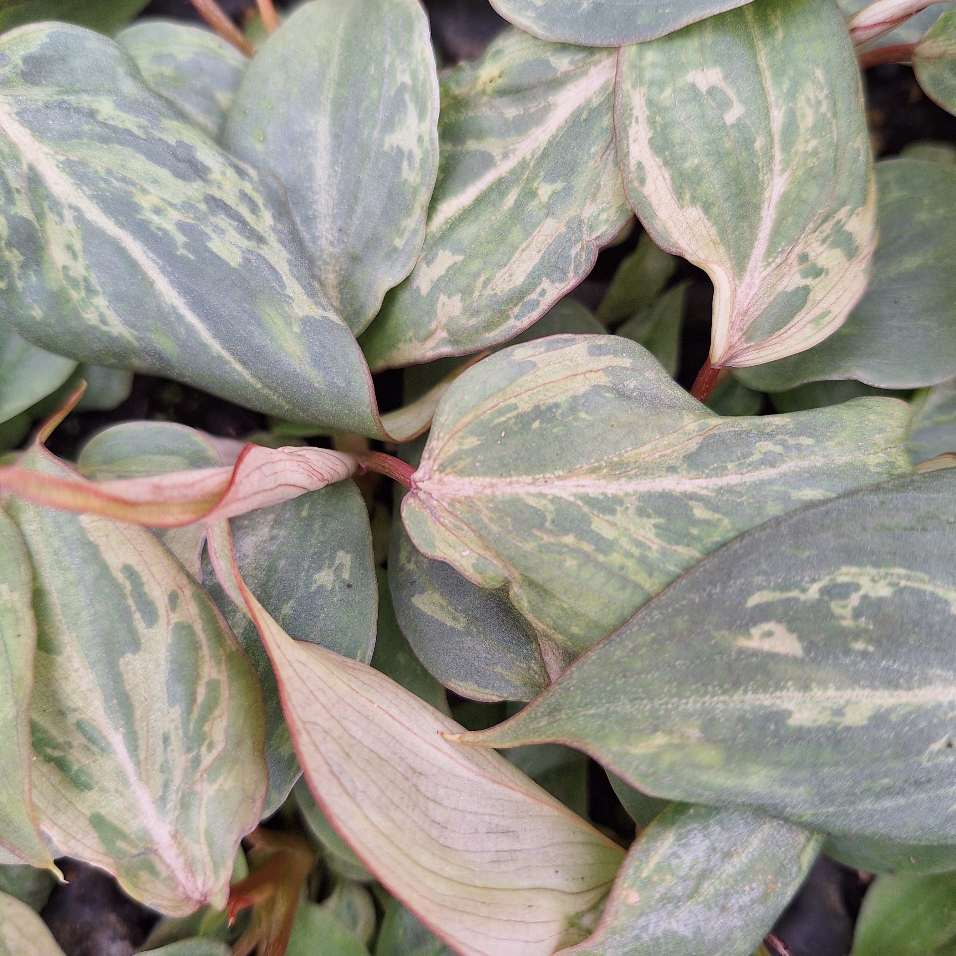 Philodendron gloriosum 'Snow Leopard' - Bare Bottom Baby