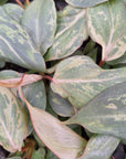 Philodendron gloriosum 'Snow Leopard'