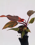 Philodendron 'Orange Princess' - FLASH SALE