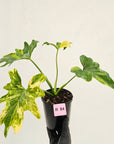 Philodendron bipinnatifidum variegata - SALE