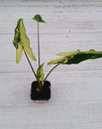 Alocasia sarian variegata