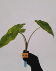 Alocasia Portora Variegata - Bare Bottom Baby