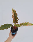 Philodendron serratum Caramel Marble