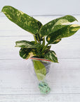 125mm Philodendron Congo Nuclear Gift Box - Christmas-Pre Order