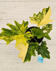 Philodendron bipinnatifidum variegata - SALE