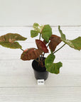 Syngonium podophyllum ' Strawberry Ice Galaxy'