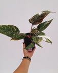 Philodendron 'Pink Princess Galaxy Marble' Sport