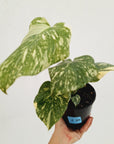 Monstera deliciosa Thai Constellation Sports