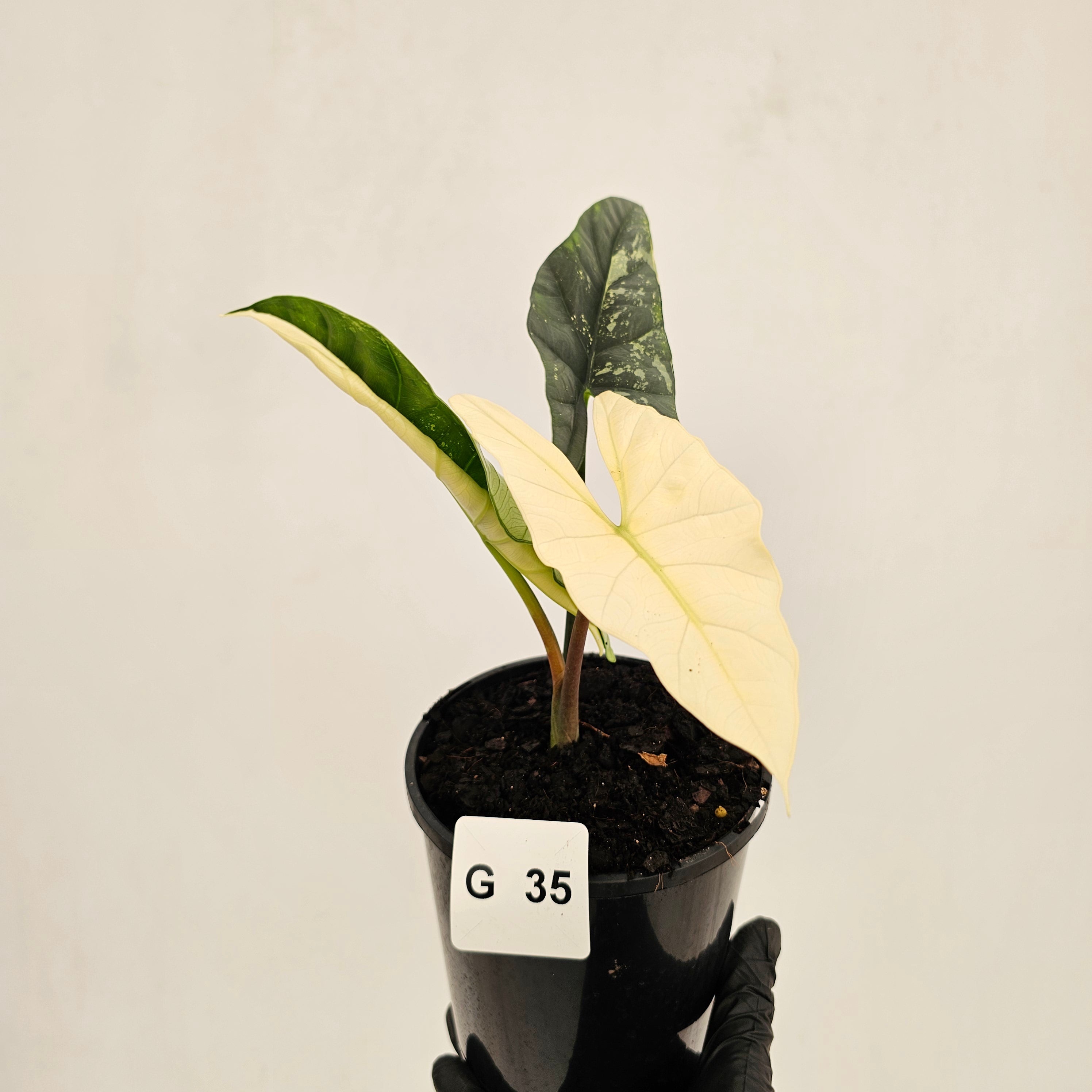 Alocasia 'Simpo Albo' Variegata