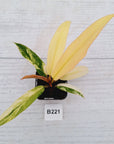 Philodendron erubescens Strawberry Shake