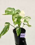 Monstera borsigiana 'Albo'