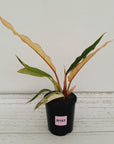Philodendron serratum 'Caramel Marble'