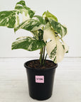 Monstera borsigiana 'Albo'