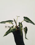 Alocasia Amazonica bambino Variegata - Bare Bottom Baby