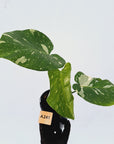 Monstera deliciosa Thai Constellation
