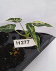 Alocasia Amazonica bambino Variegata - Bare Bottom Baby - SALE