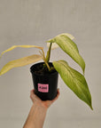 Philodendron 'Whipple Way' SALE