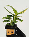 Monstera standleyana 'Cobra'