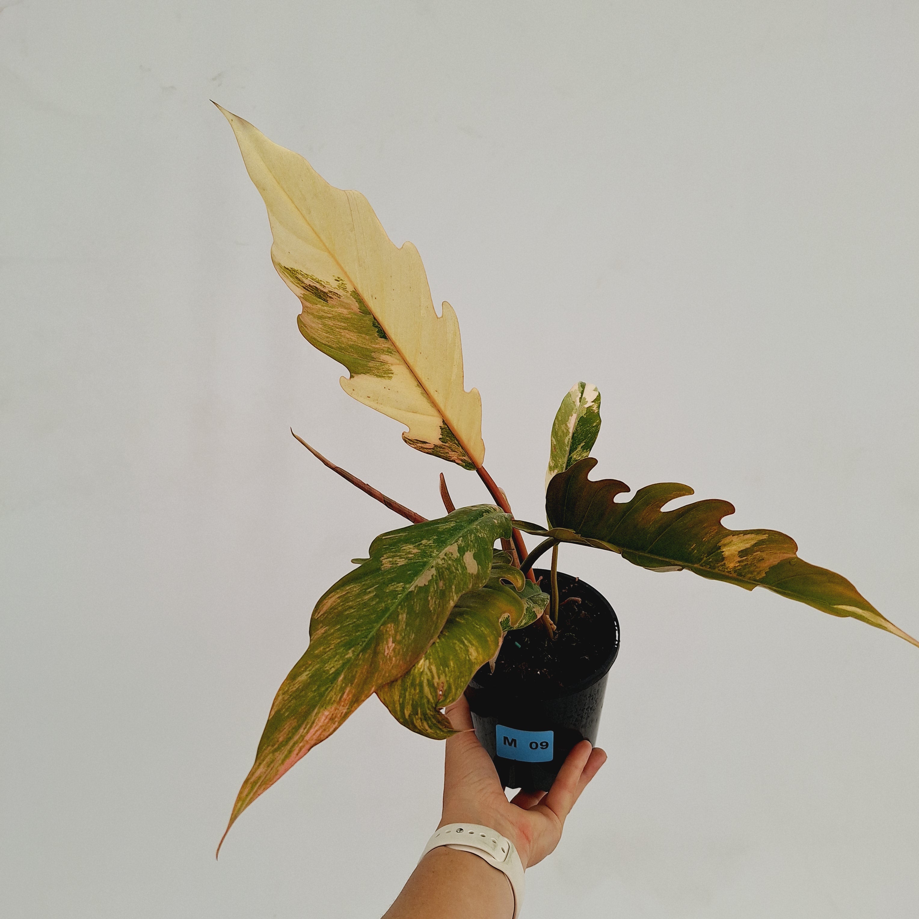 Philodendron serratum Caramel Marble