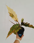 Philodendron serratum Caramel Marble