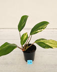 Homalomena Tropical Green Variegata -sale