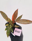 Philodendron 'Orange Princess' 70mm
