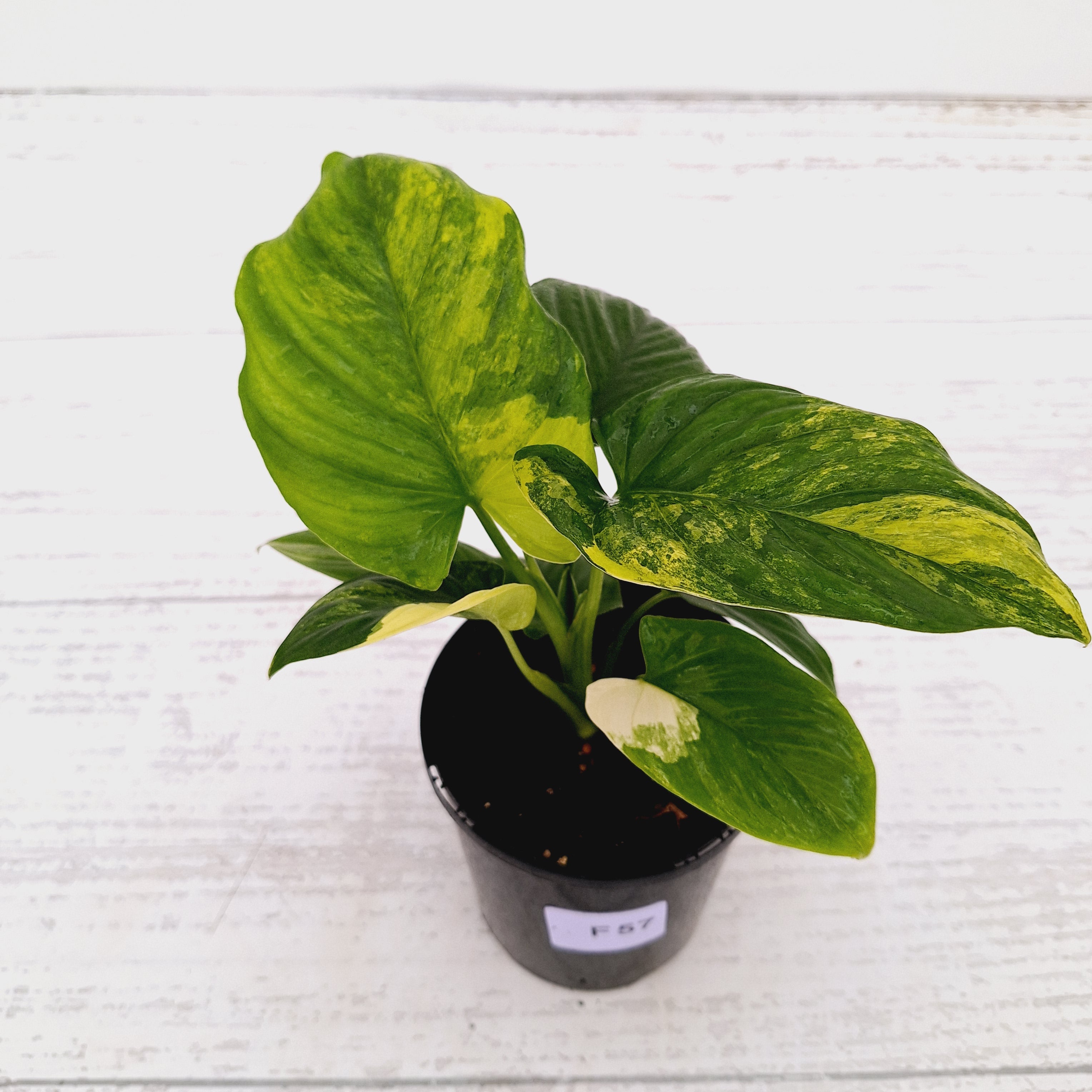 Homalomena rubescens Variegata