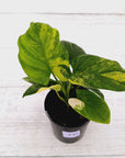 Homalomena rubescens Variegata