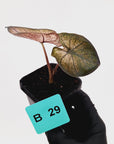 Alocasia macrorrhizos 'plumbea Variegata'