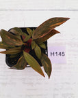 Philodendron 'Orange Princess'