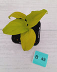 Homalomena rubescens Golden Hibiscus’ SALE