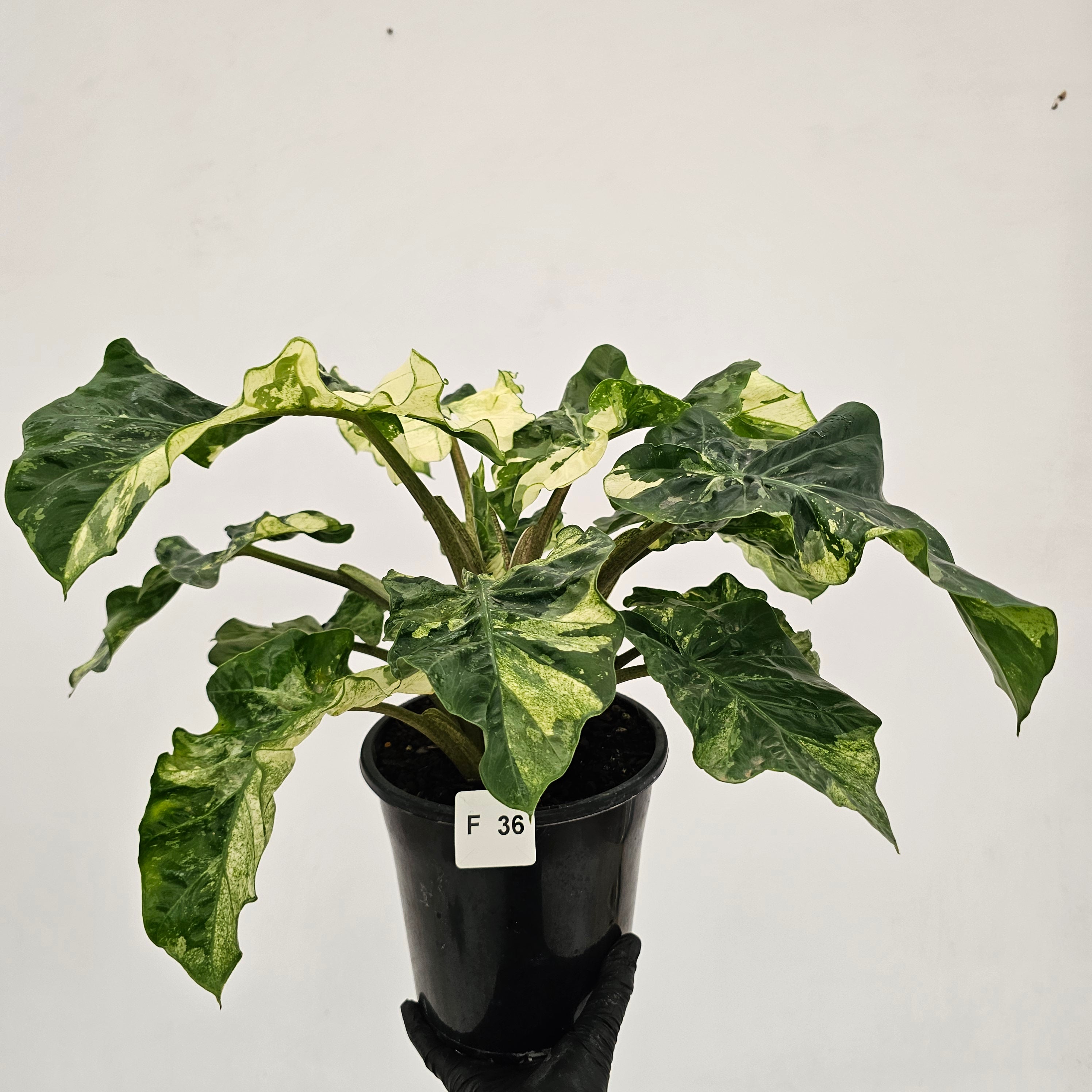 Alocasia odora x portei Low Rider Variegata - SALE – Enliven Plants