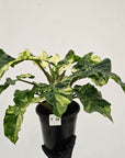 Alocasia odora x portei Low Rider Variegata - SALE