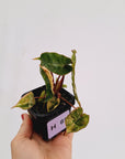 Philodendron billietiae Variegata