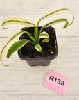 Epipremnum amplissimum variegata 'Albo'