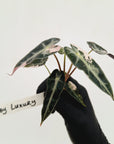 Alocasia Amazonica bambino Variegata - Bare Bottom Baby