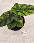 Alocasia sinuata Variegata
