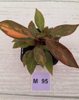 Philodendron 'Orange Princess' 70mm