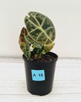 Alocasia Watsoniana white lightening variegata