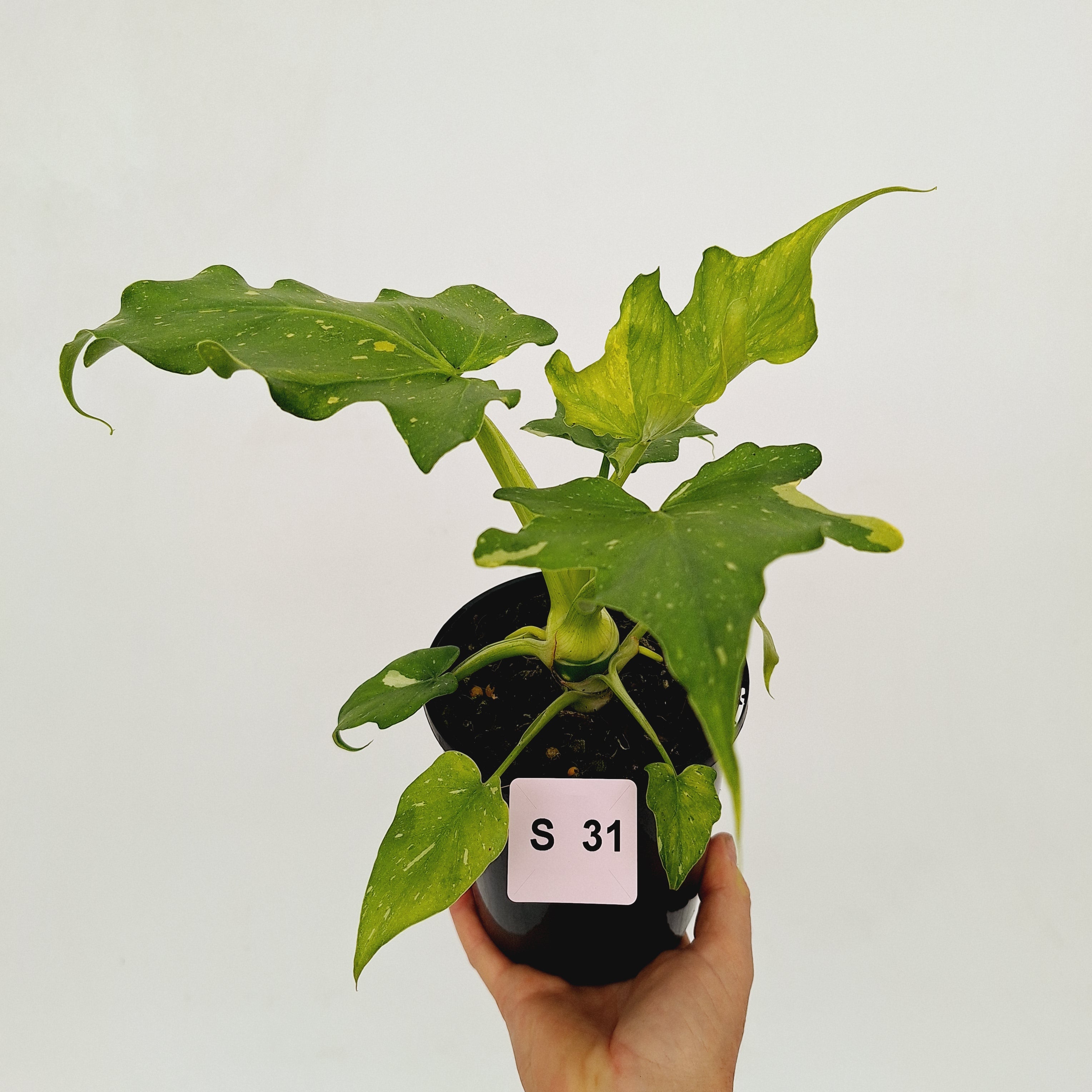 Philodendron warscewiczii Gold Variegata