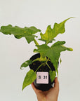 Philodendron warscewiczii Gold Variegata
