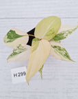 Philodendron gloriosum white vien variegata - SALE