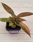 Philodendron 'Orange Princess' 70mm