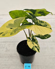 Syngonium podophyllum 'Gold'